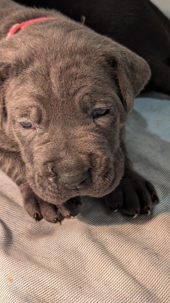 des gardiens de Praetoria - Chiot disponible  - Cane Corso