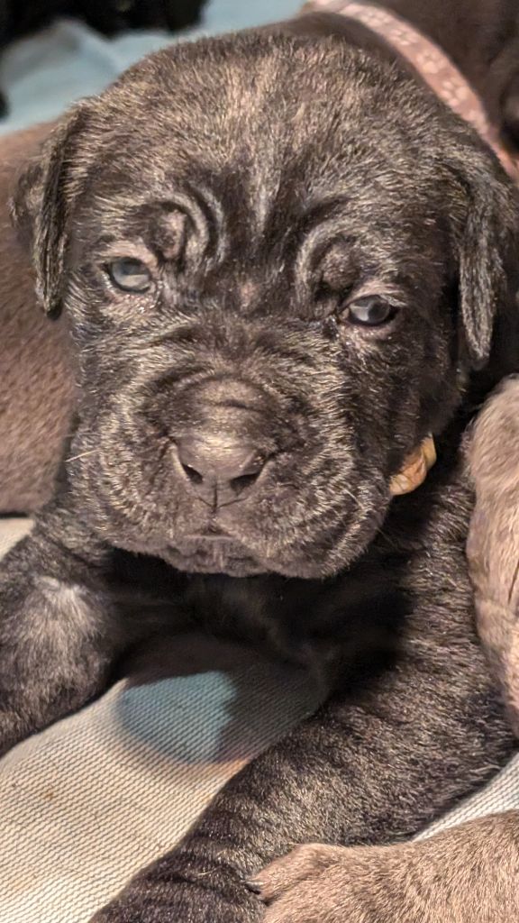 des gardiens de Praetoria - Chiot disponible  - Cane Corso