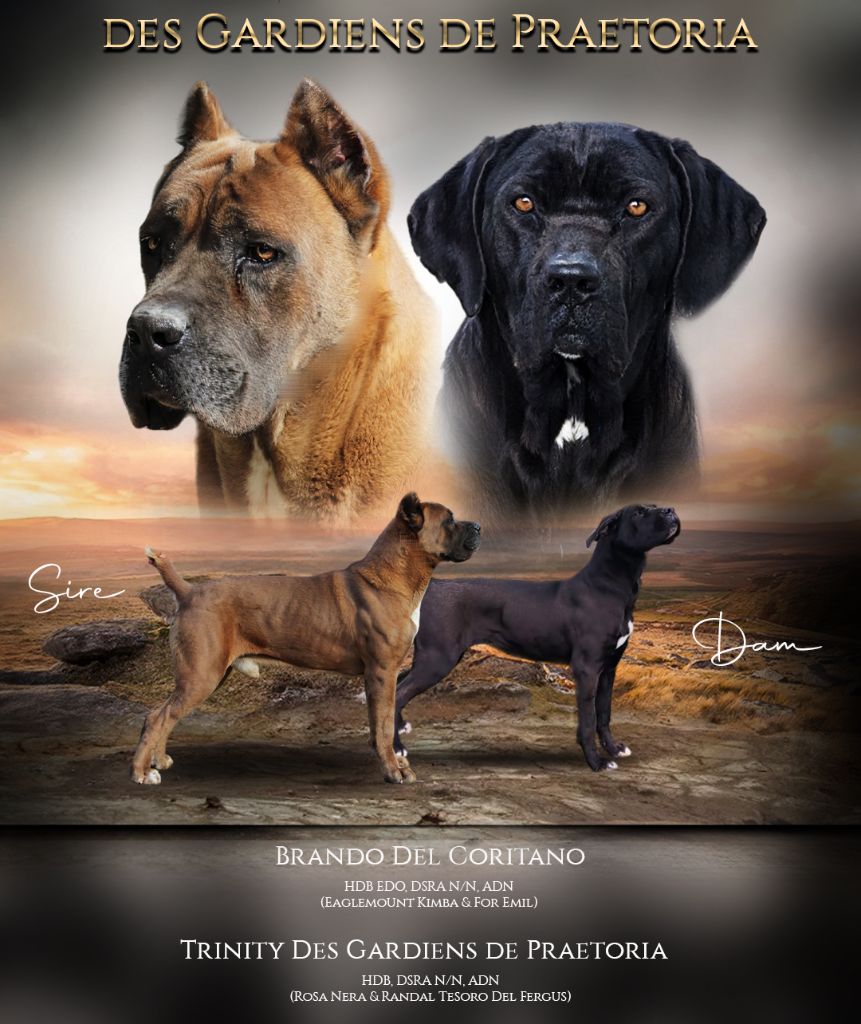 chiot Cane Corso des gardiens de Praetoria