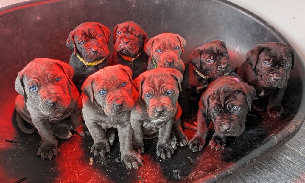 chiot Cane Corso des gardiens de Praetoria