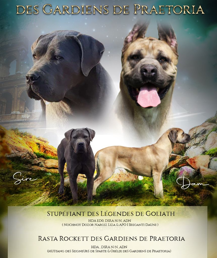 chiot Cane Corso des gardiens de Praetoria