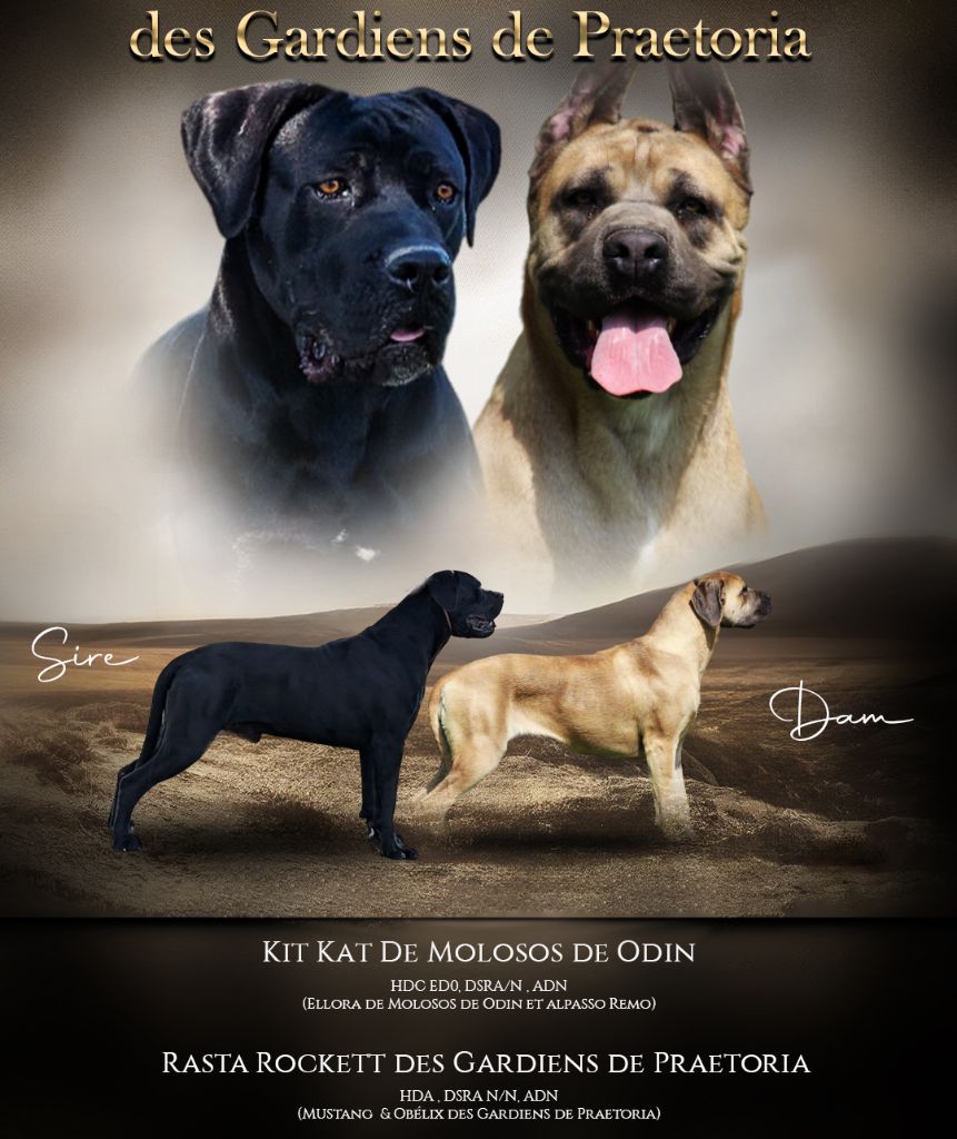 chiot Cane Corso des gardiens de Praetoria