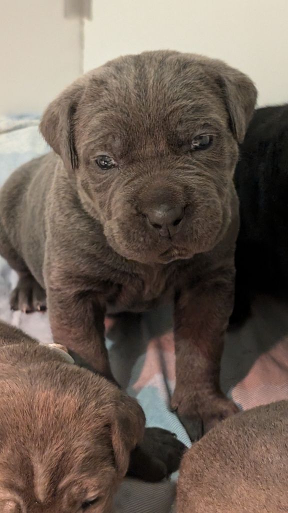 des gardiens de Praetoria - Chiot disponible  - Cane Corso