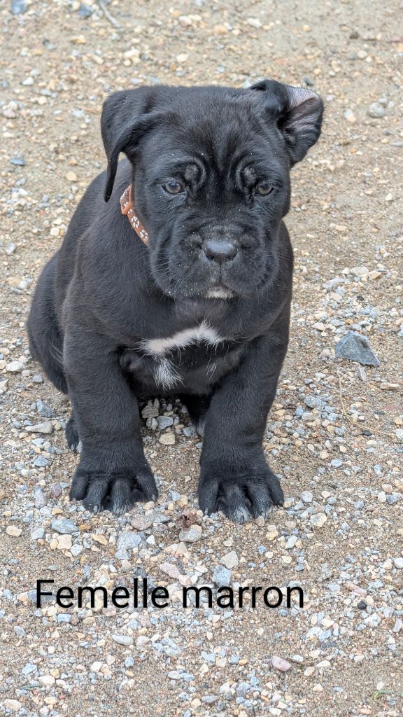 des gardiens de Praetoria - Chiot disponible  - Cane Corso