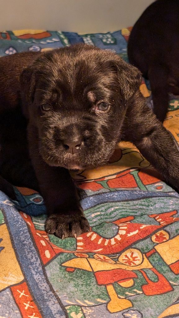 des gardiens de Praetoria - Chiot disponible  - Cane Corso