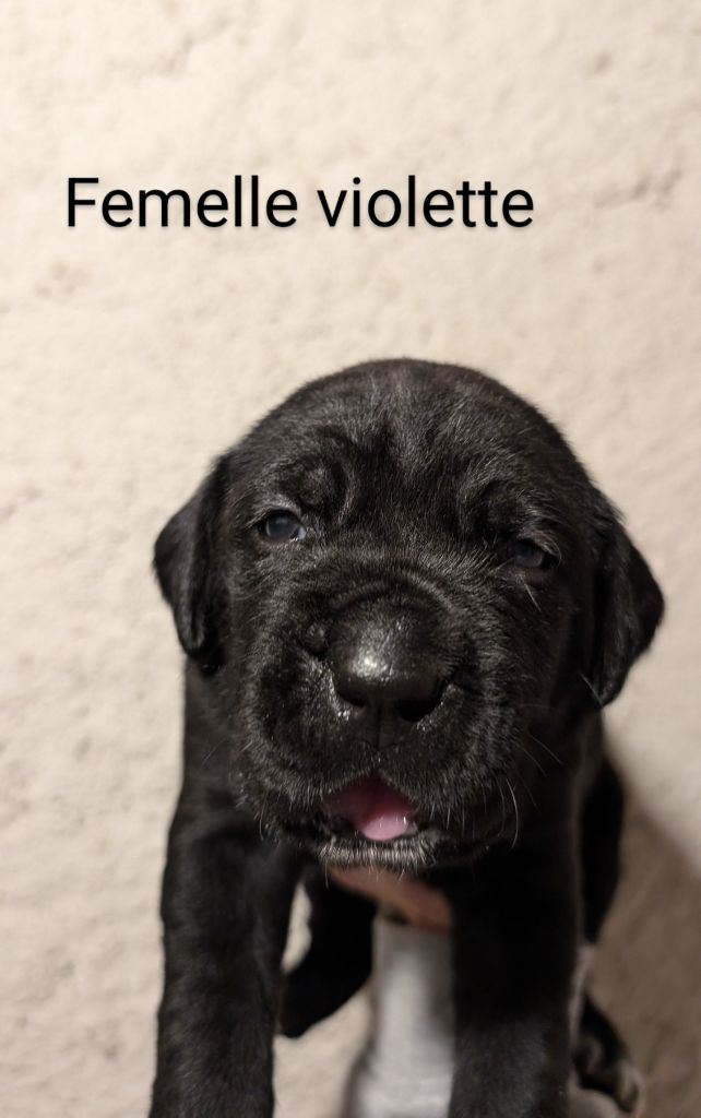 des gardiens de Praetoria - Chiot disponible  - Cane Corso