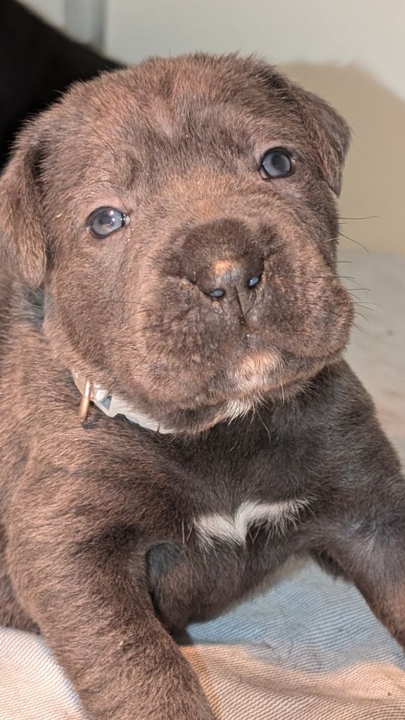 des gardiens de Praetoria - Chiot disponible  - Cane Corso