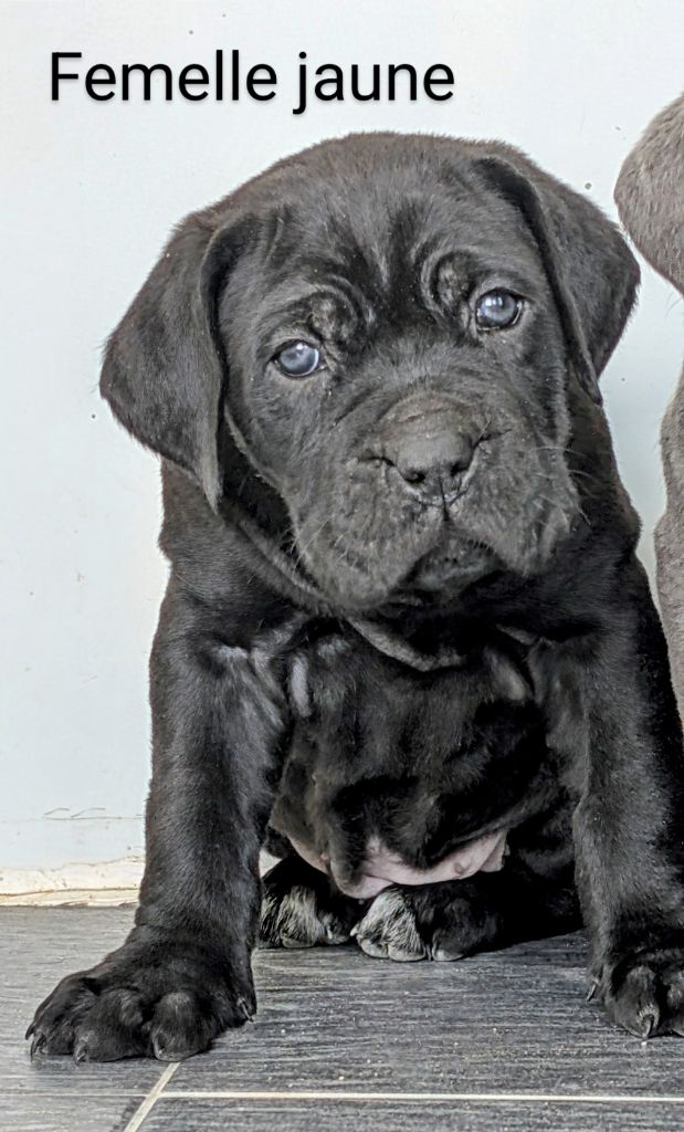 des gardiens de Praetoria - Chiot disponible  - Cane Corso