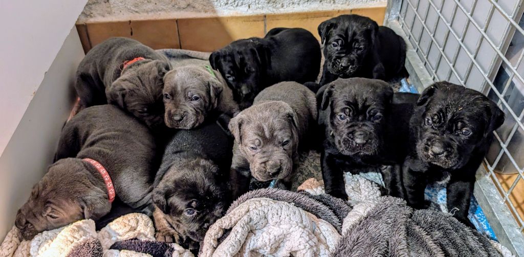 chiot Cane Corso des gardiens de Praetoria