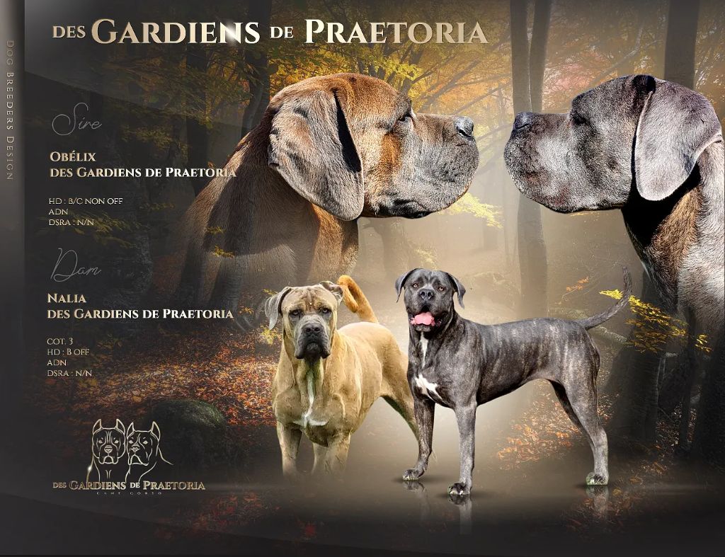 chiot Cane Corso des gardiens de Praetoria