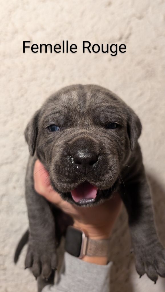 des gardiens de Praetoria - Chiot disponible  - Cane Corso