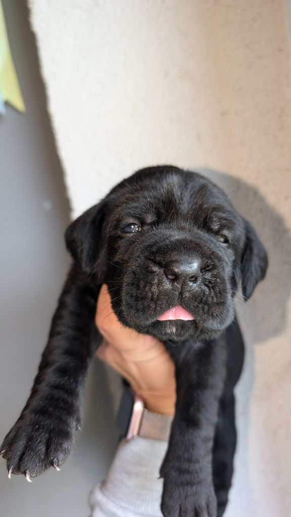 des gardiens de Praetoria - Chiot disponible  - Cane Corso