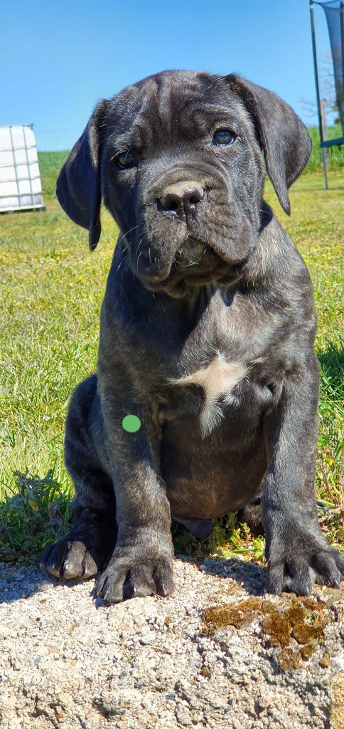 des gardiens de Praetoria - Cane Corso - Portée née le 15/02/2020